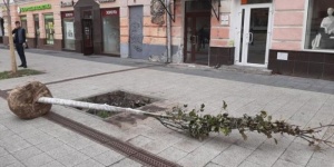 МОЛОДО-ЗЕЛЕНО?