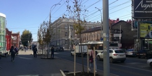 Почему в Саратове сажают прутики, а не чиновников - Счетная палата подтвердила безразличие мэрии к озеленению города