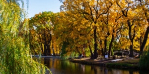 Мэрия пустит саратовский горпарк под асфальтовый каток - благоустройством ООПТ займутся дорожники с массой судов